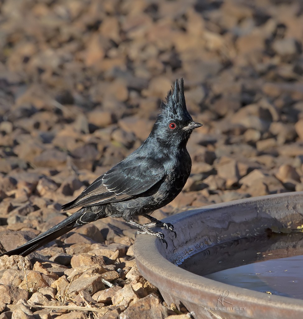 Phainopepla - ML628607101