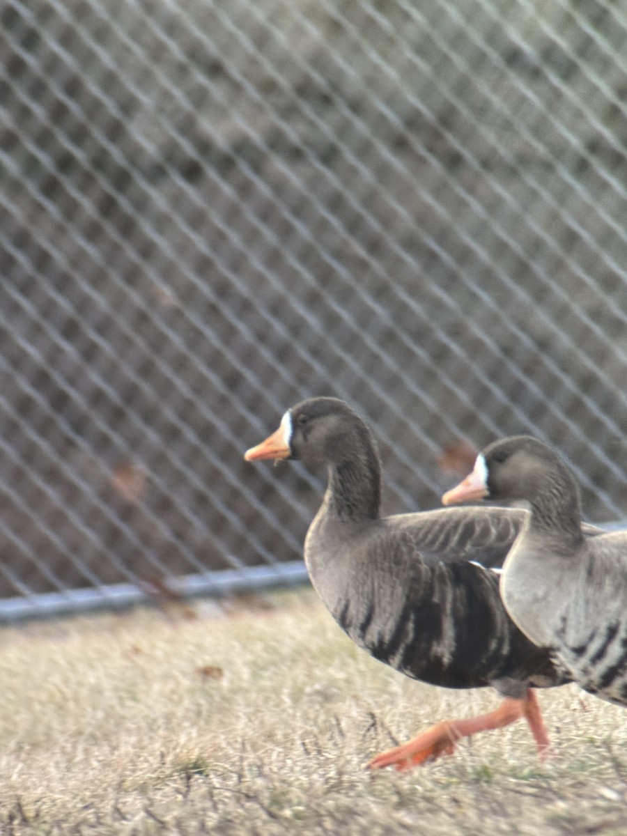 白額雁 - ML628607132