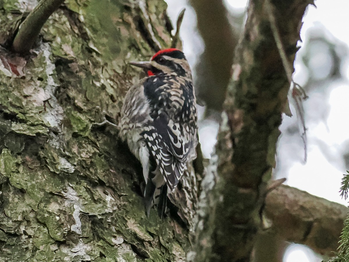Yellow-bellied Sapsucker - ML628607210
