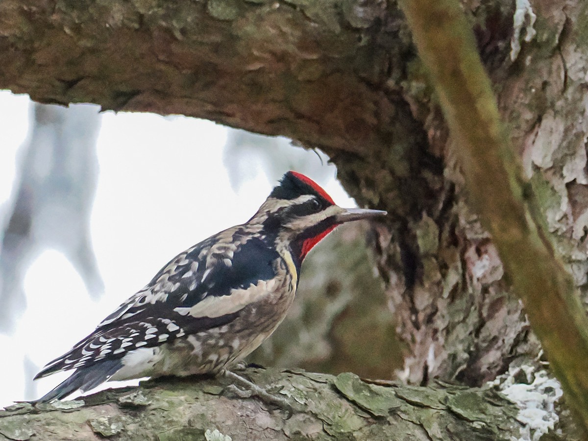 Yellow-bellied Sapsucker - ML628607211