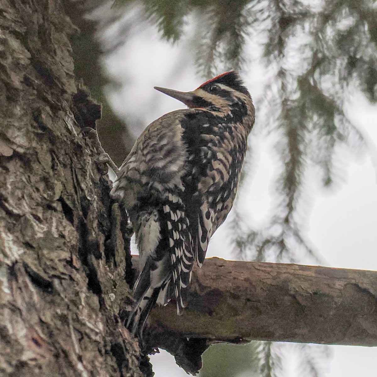 Yellow-bellied Sapsucker - ML628607212