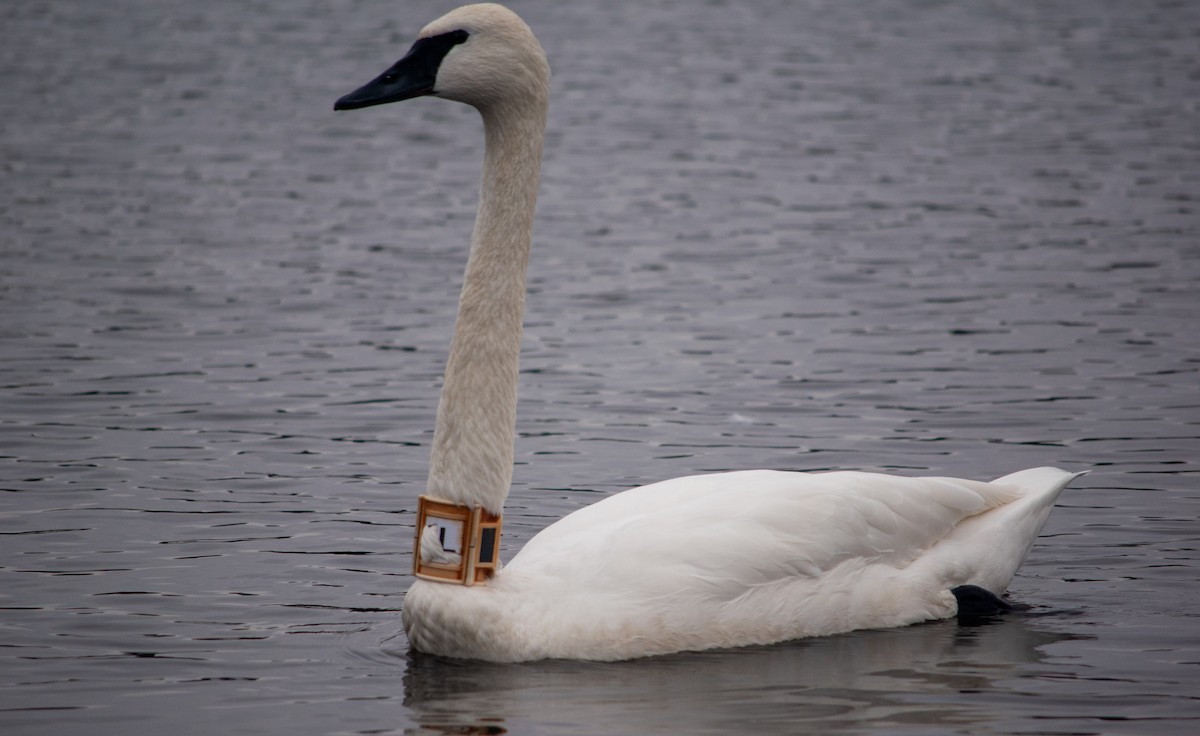 Trumpeter Swan - Ryan Keiffer