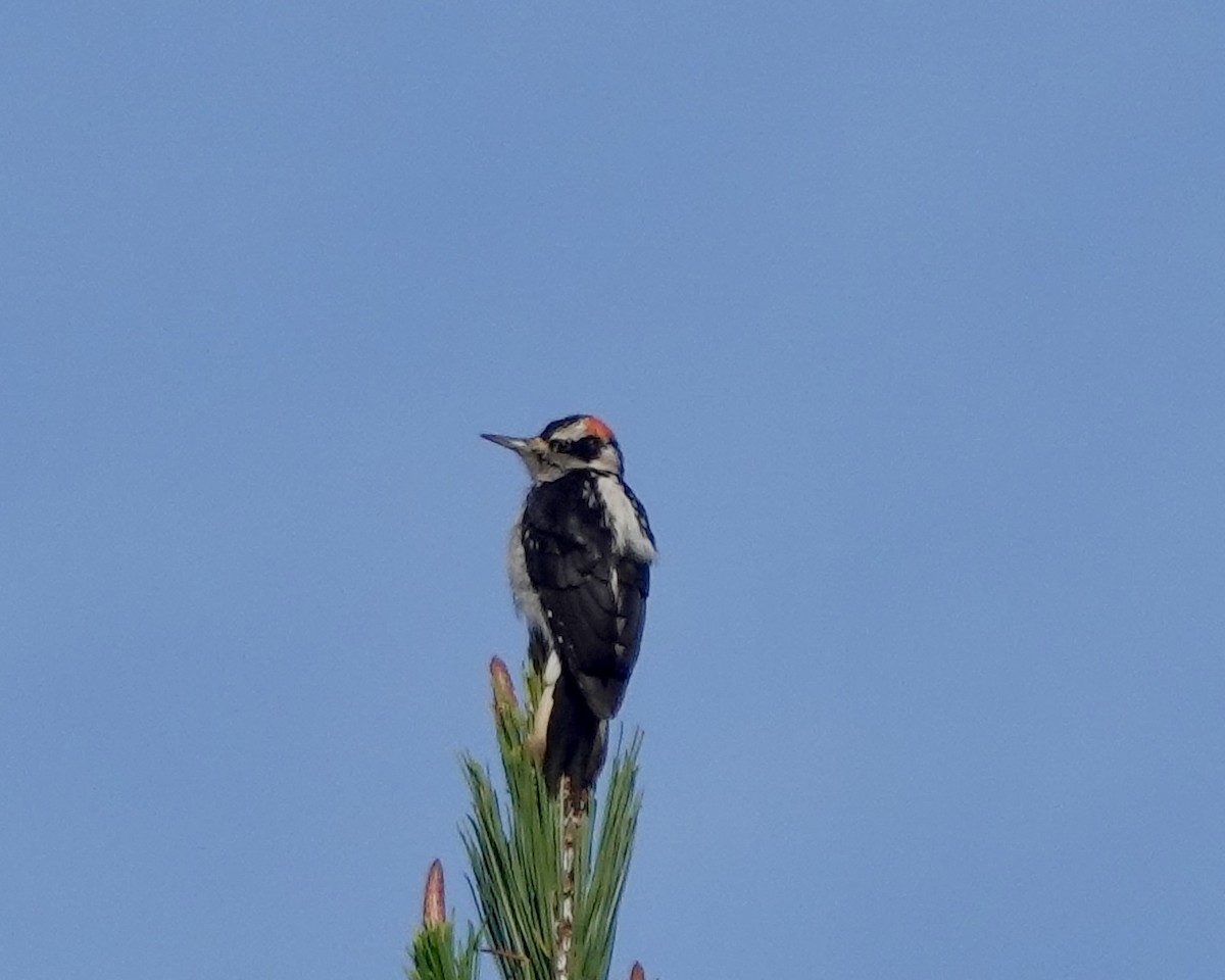 Hairy Woodpecker - ML628607256