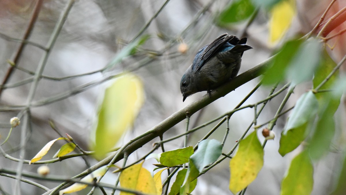 Verditer Flycatcher - ML628607264