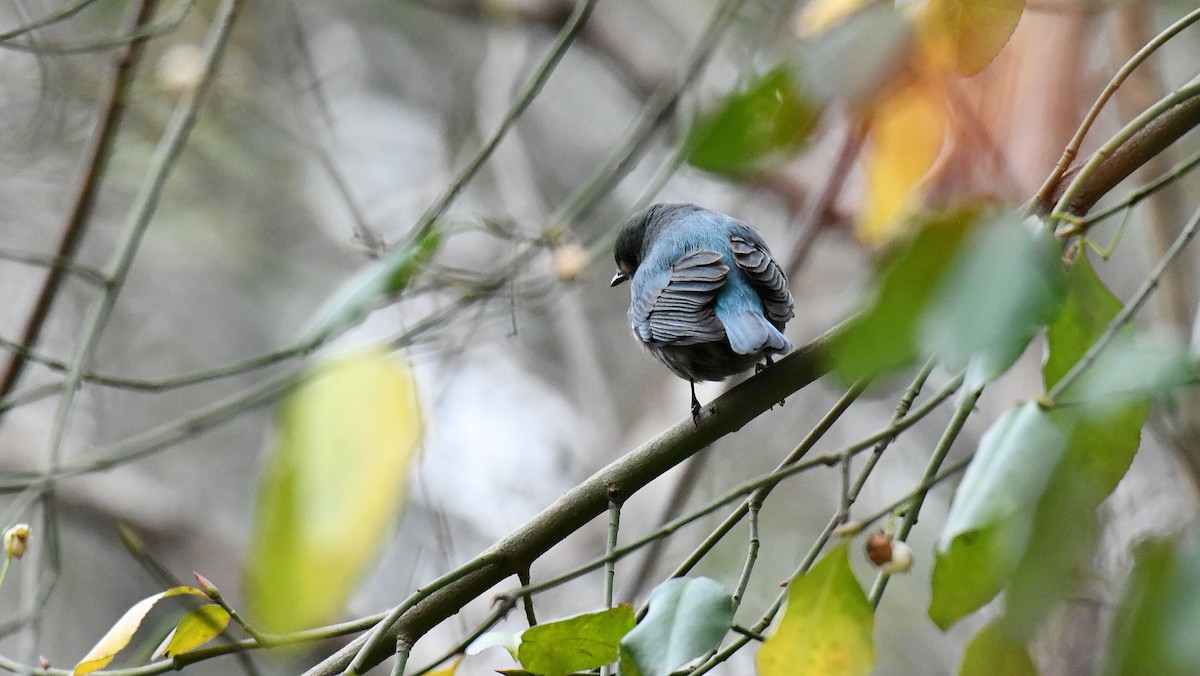 Verditer Flycatcher - ML628607265