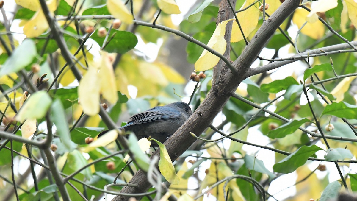 Verditer Flycatcher - ML628607266