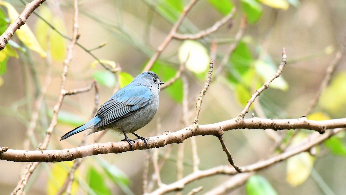 Verditer Flycatcher - ML628607267