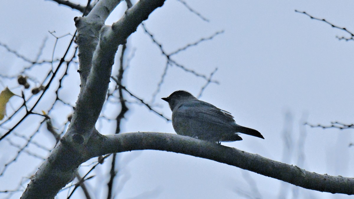 Verditer Flycatcher - ML628607268
