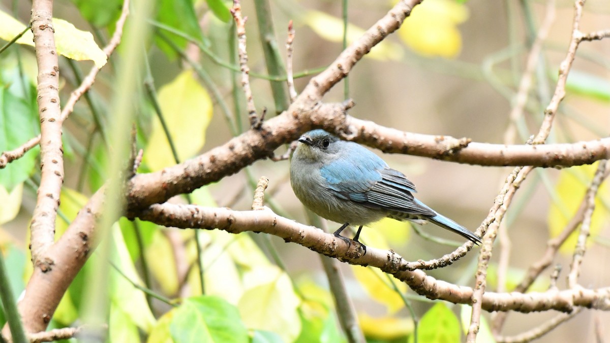 Verditer Flycatcher - ML628607269