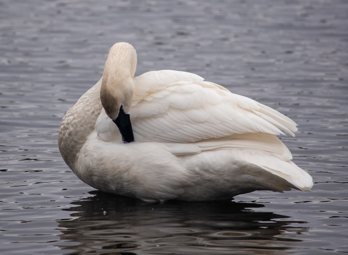 labuť trubač - ML628607289