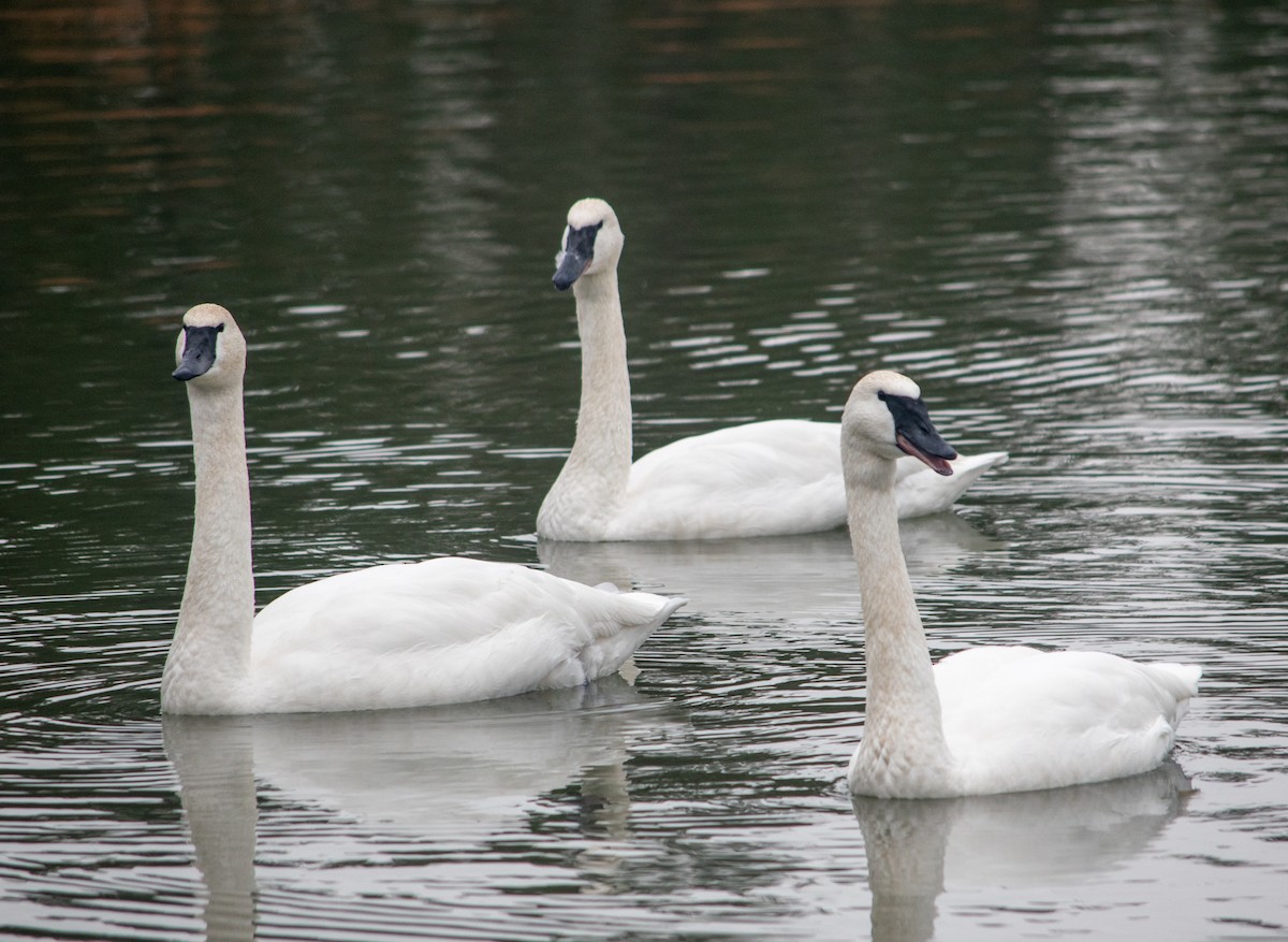 Trumpeter Swan - Ryan Keiffer