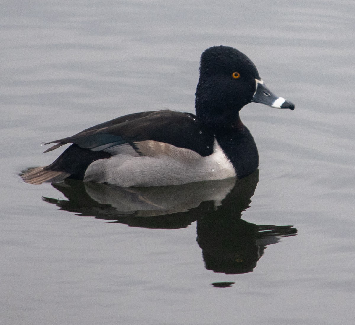 Ring-necked Duck - ML628607316