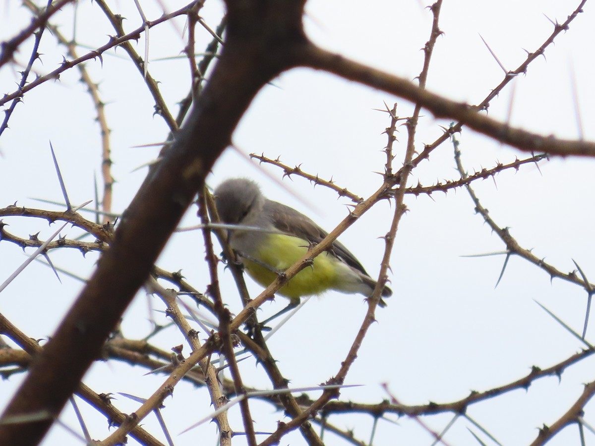 Yellow-bellied Eremomela - ML628607330