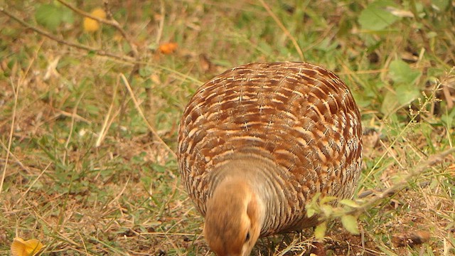 Gray Francolin - ML628607528