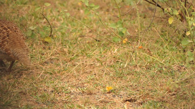 Gray Francolin - ML628607531