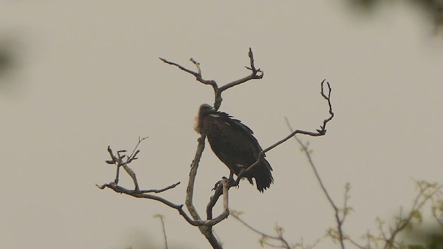 Vautour chaugoun - ML628607577