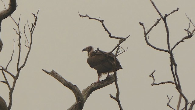 Red-headed Vulture - ML628607588