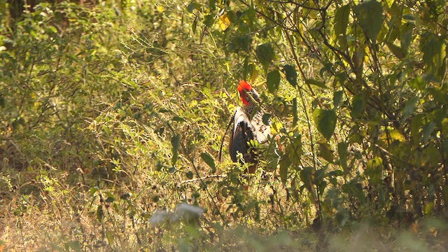 Gray Junglefowl - ML628607719