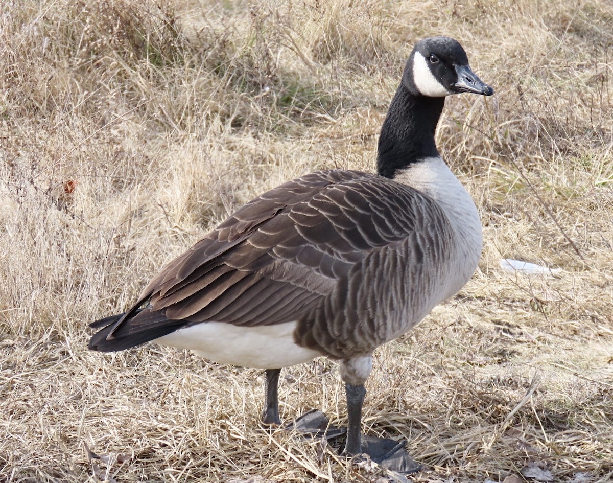 berneška velká - ML628607721