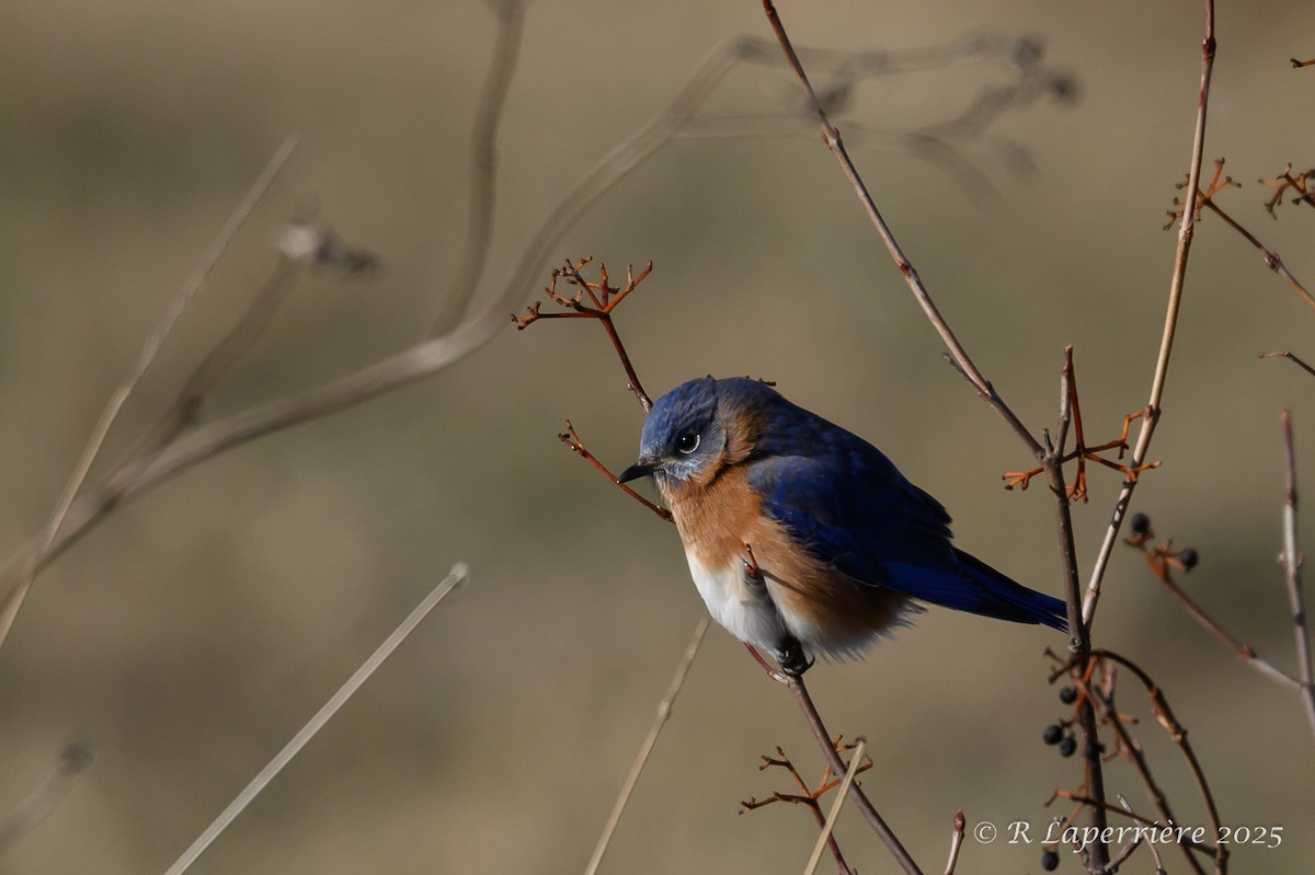 Eastern Bluebird - ML628607796