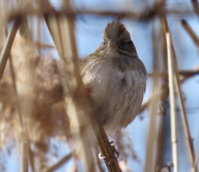 Swamp Sparrow - ML628607802
