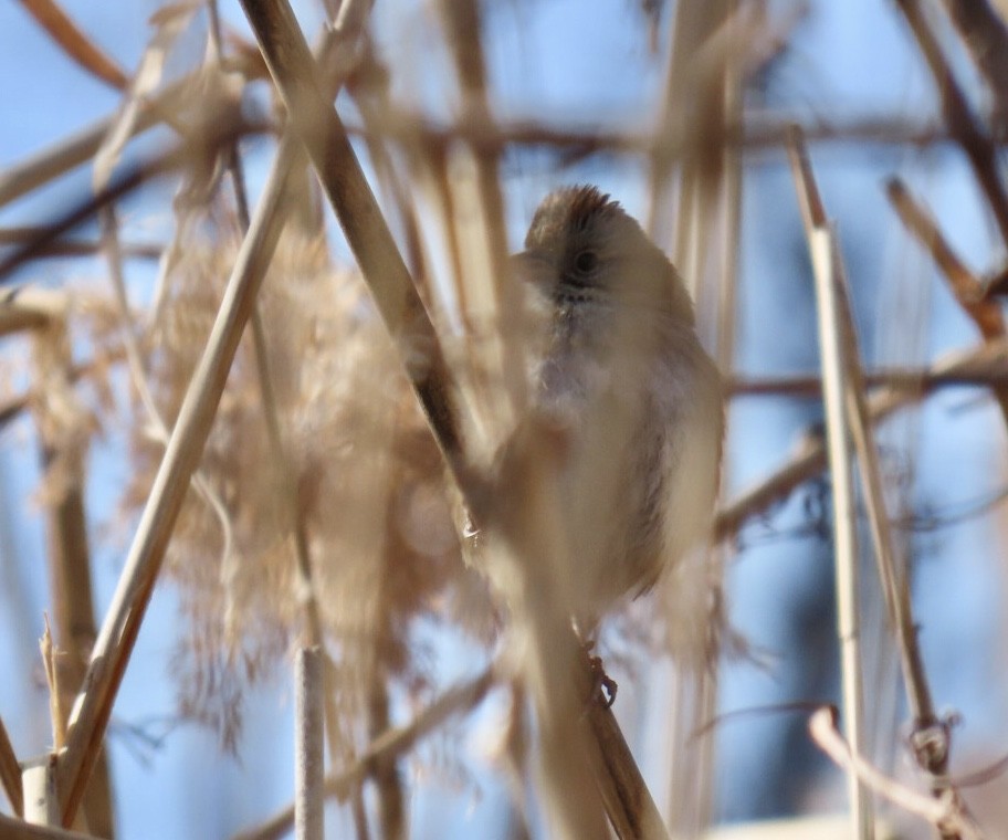 Swamp Sparrow - ML628607803