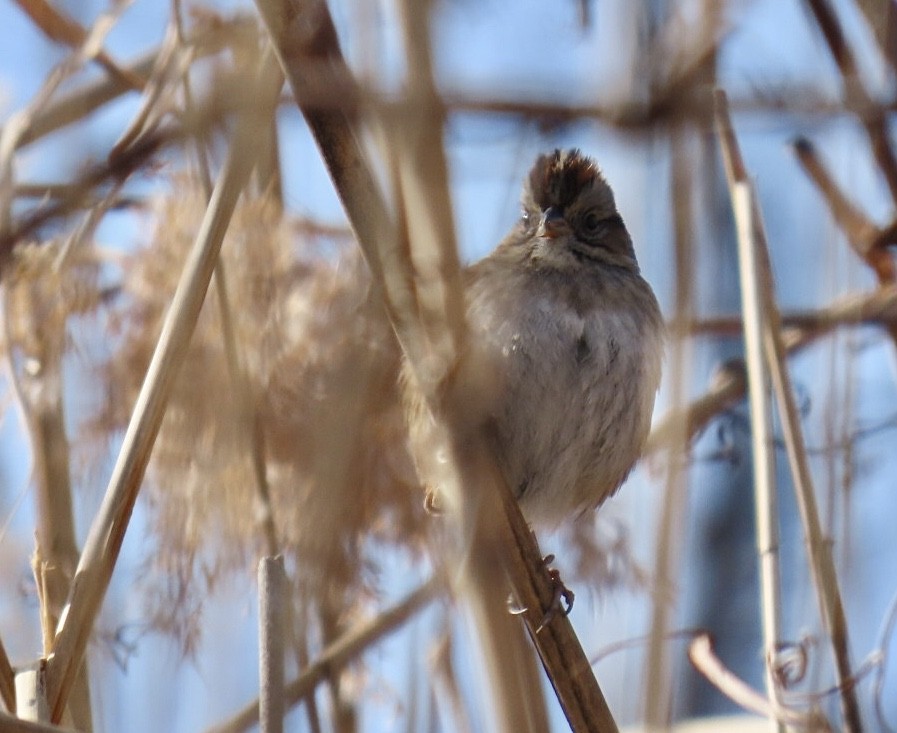 Swamp Sparrow - ML628607804