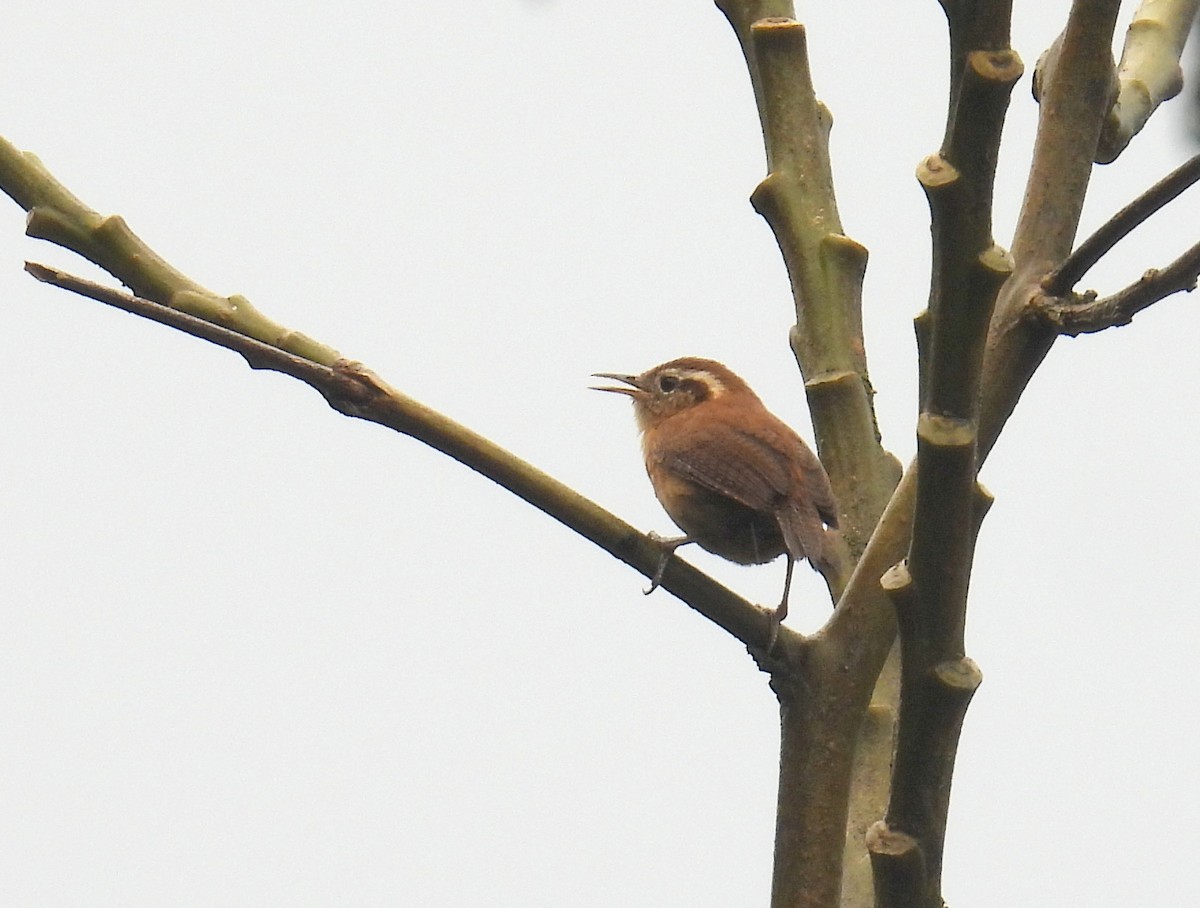 Mountain Wren - ML628607925
