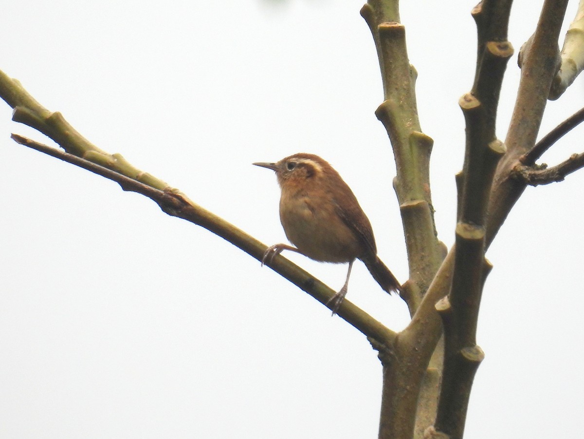 Mountain Wren - ML628607926