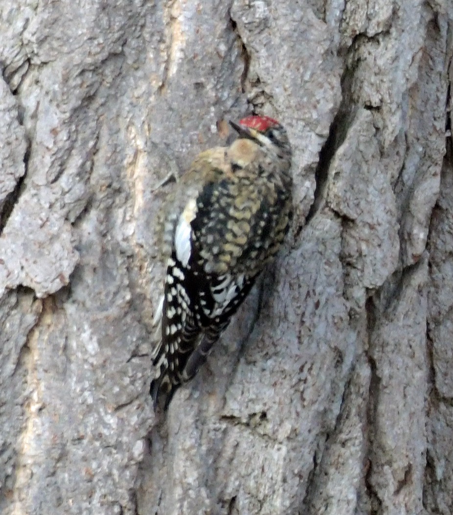 Yellow-bellied Sapsucker - ML628608059