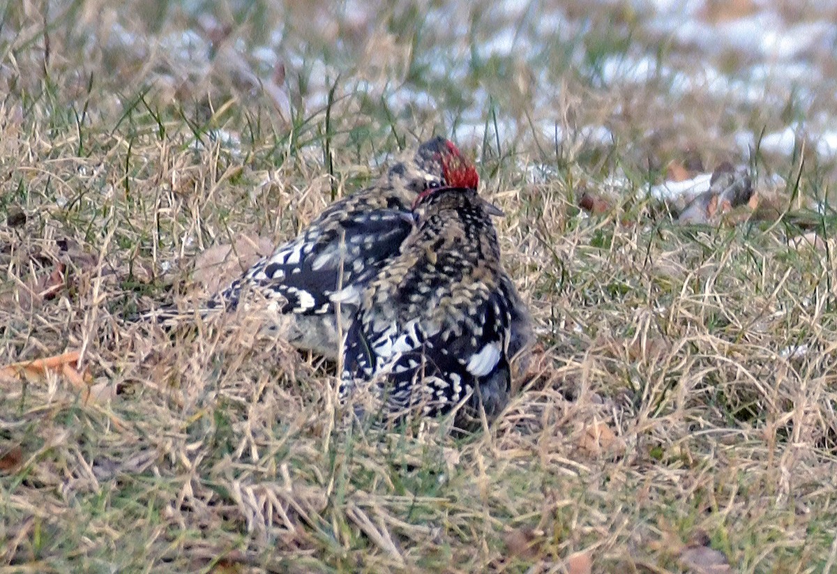 Yellow-bellied Sapsucker - ML628608066