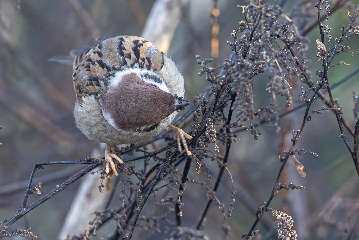 麻雀 - ML628608115