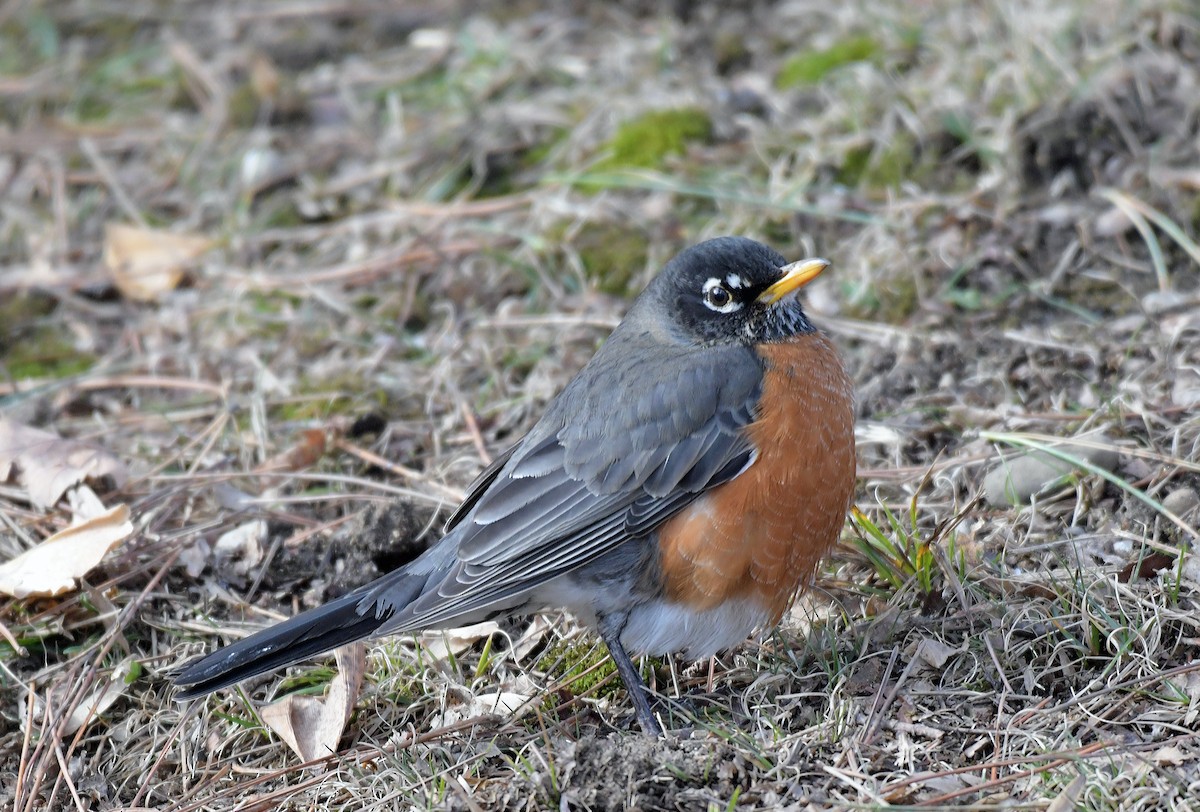 American Robin - ML628608148