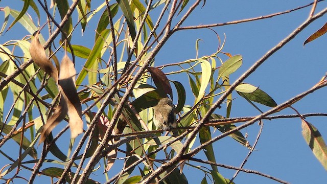 Nilgiri Flowerpecker - ML628608211