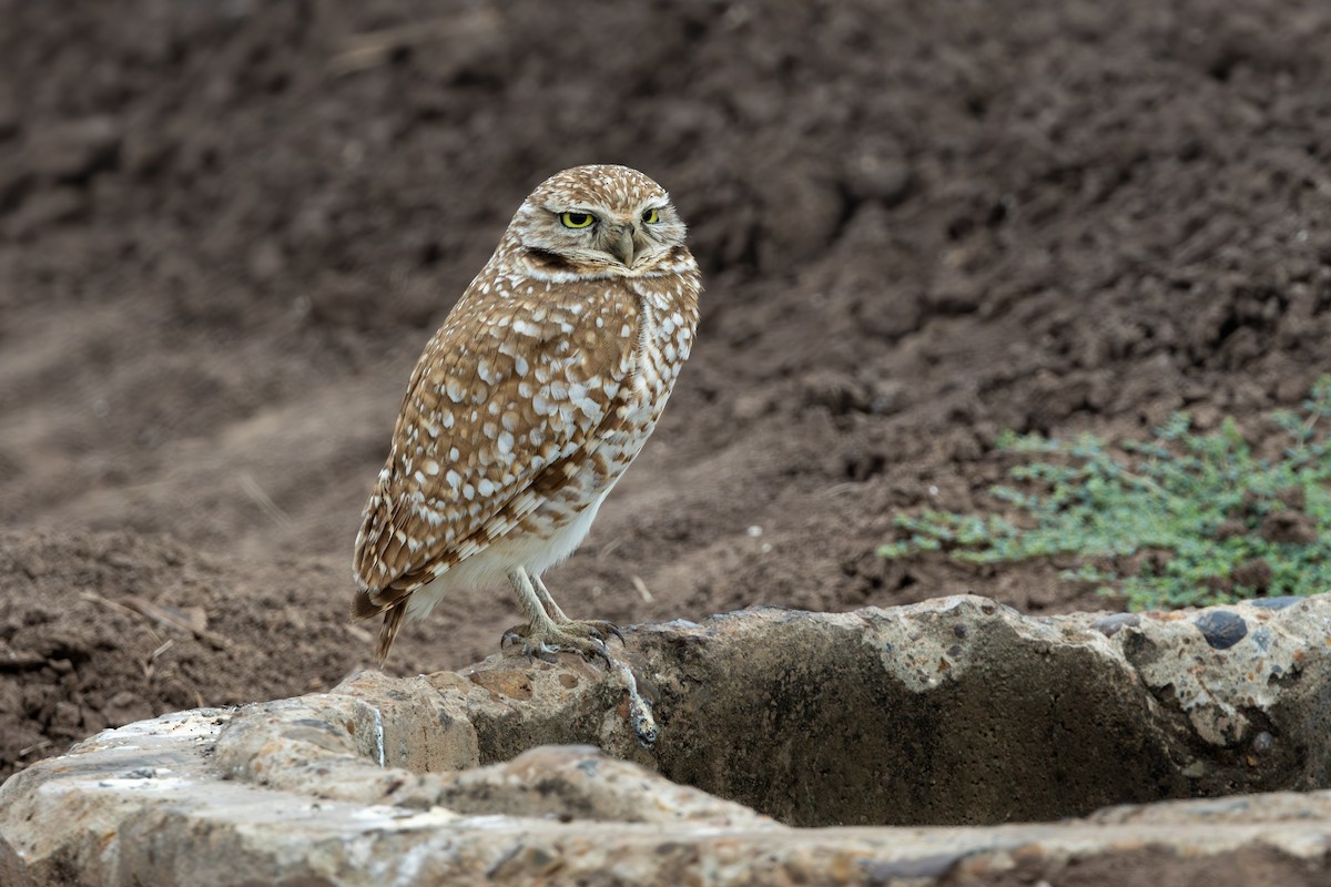 Burrowing Owl - ML628608256