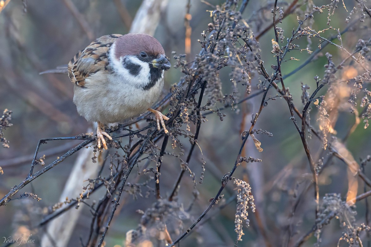 麻雀 - ML628608272