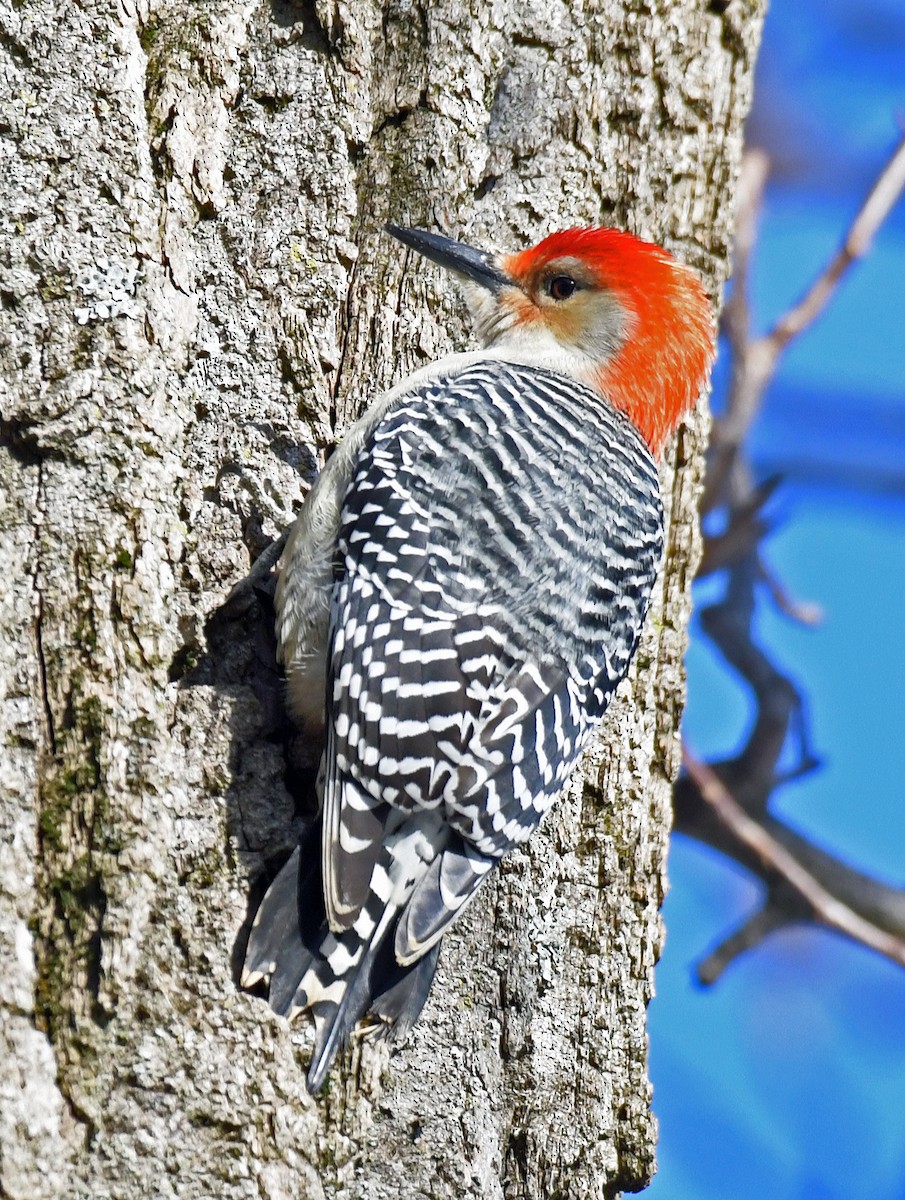 Red-bellied Woodpecker - ML628608280