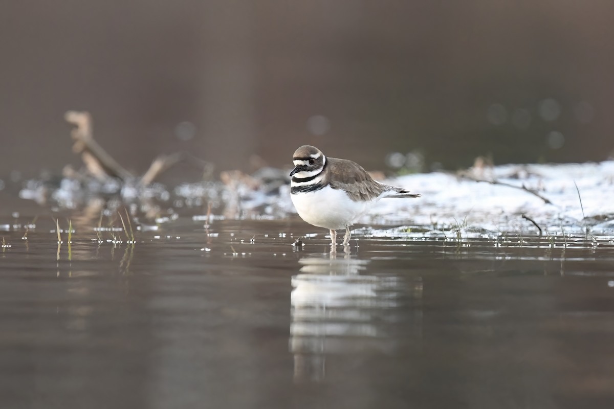 Killdeer - ML628608309