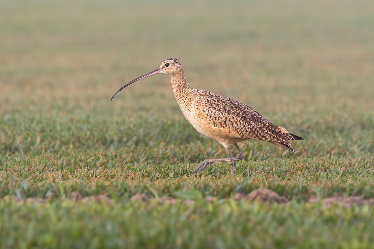 Long-billed Curlew - ML628608492