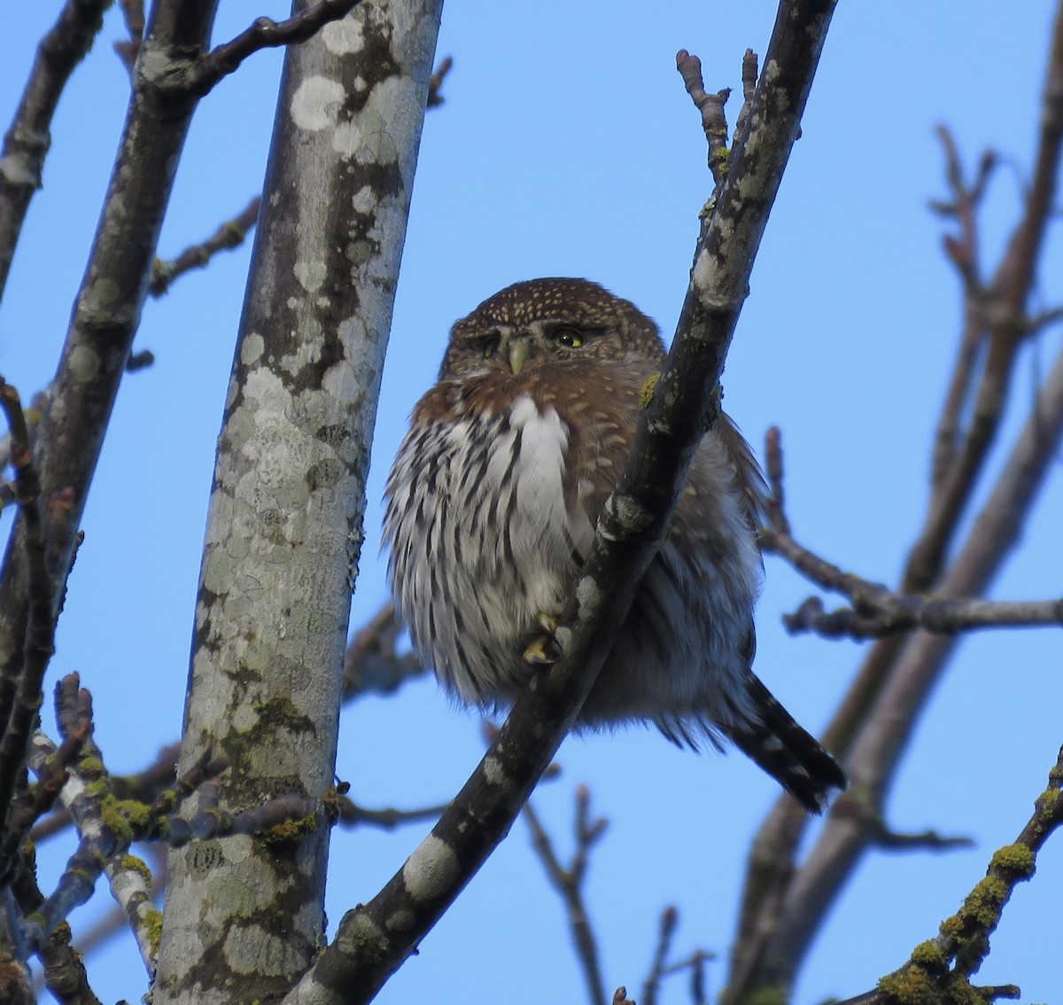 Northern Pygmy-Owl - ML628608626
