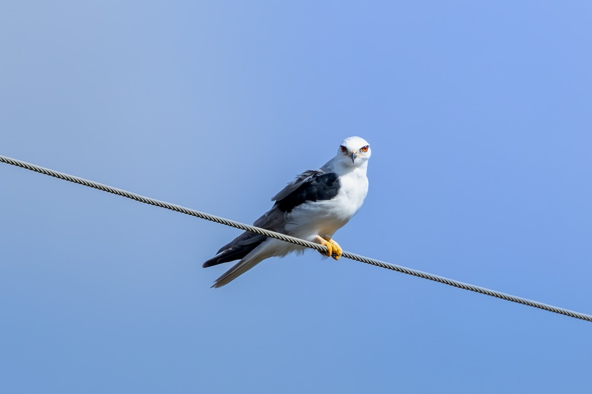 White-tailed Kite - ML628608659