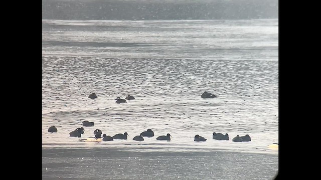 Macreuse brune - ML628608695