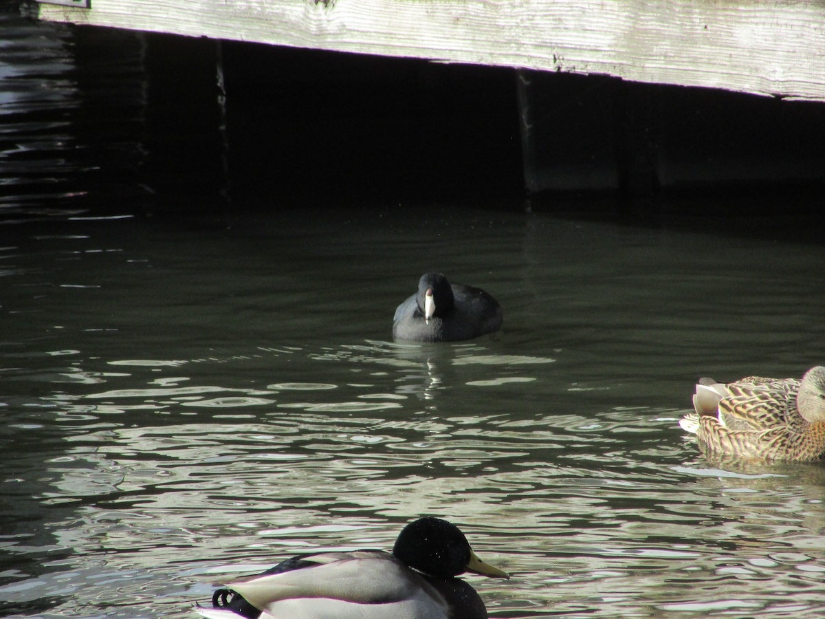 American Coot - ML628608862