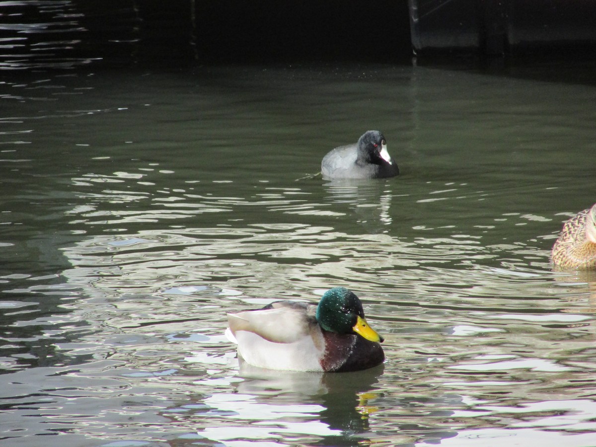 American Coot - ML628608865