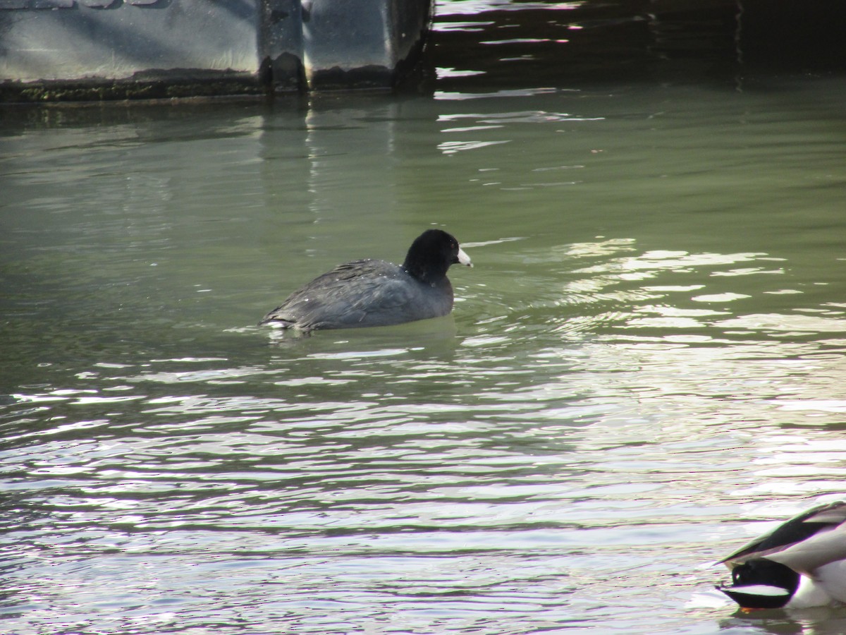American Coot - ML628608911