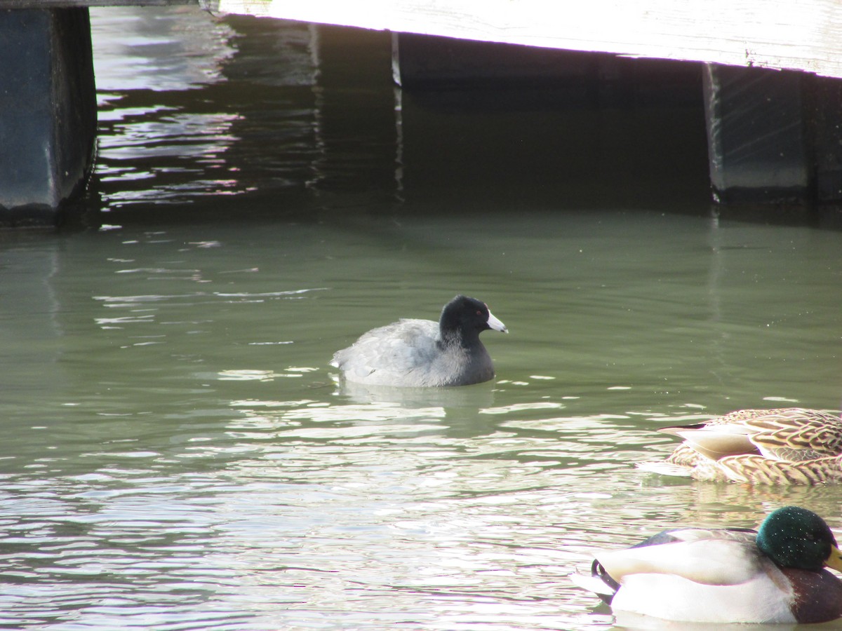 American Coot - ML628608914