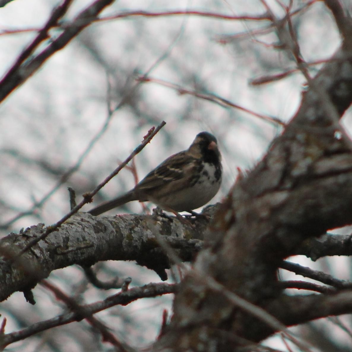 Harris's Sparrow - ML628608963