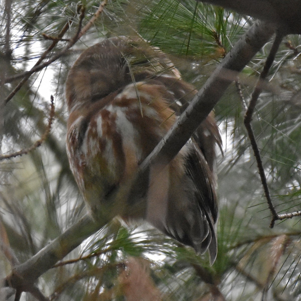 Northern Saw-whet Owl - ML628609458