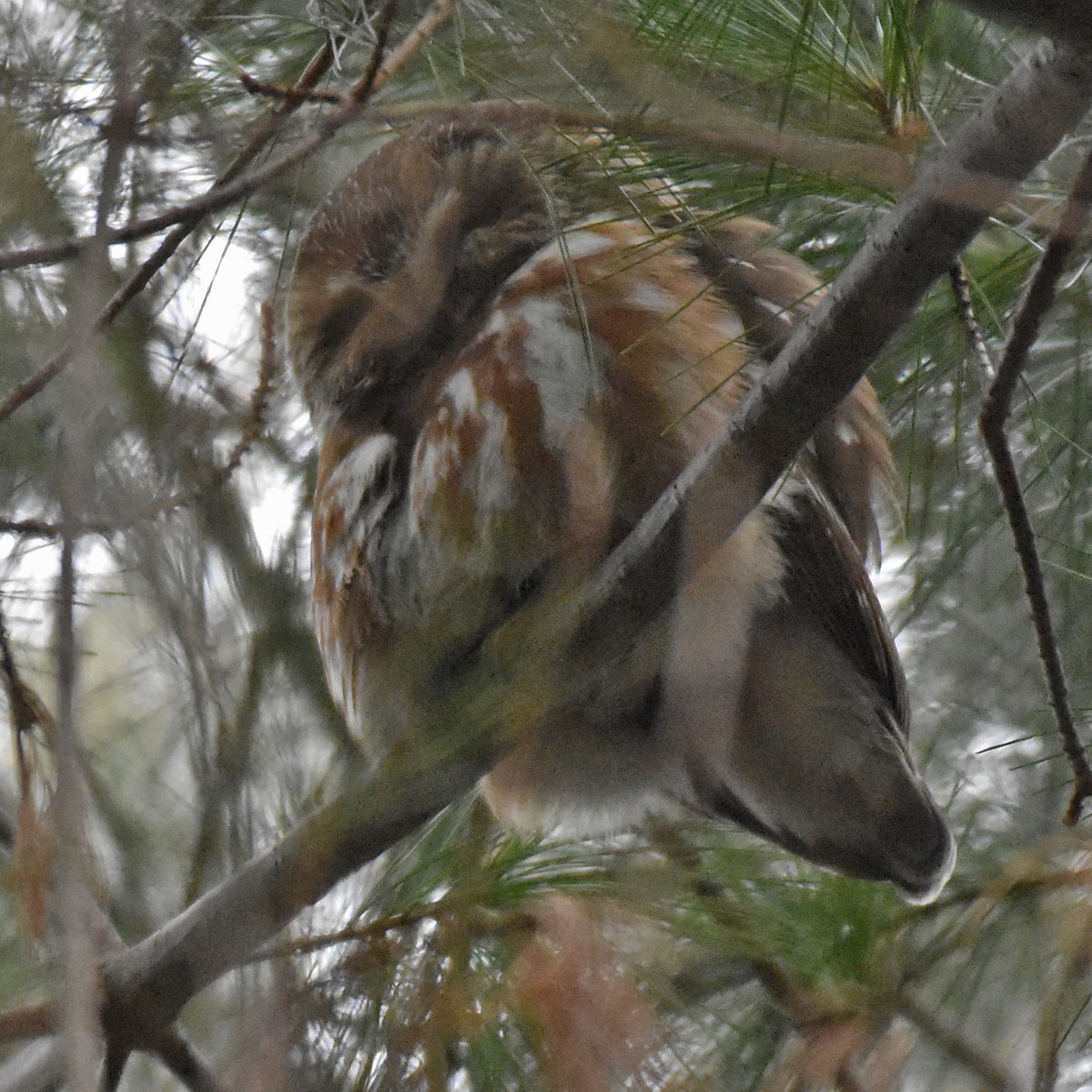 Northern Saw-whet Owl - ML628609459