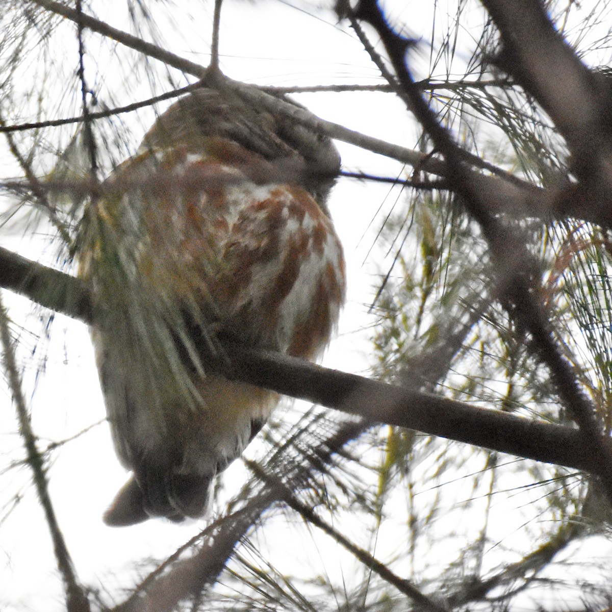 Northern Saw-whet Owl - ML628609460